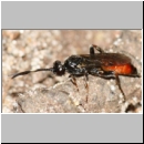 Barichneumon derogator - Schlupfwespe w01b 7mm - Sandgrube Niedringhaussse det06.jpg